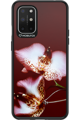 Leobloomy 2.0 - OnePlus 8T